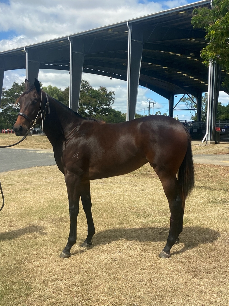 Lean Mean Machine (AUS) / Stolichnaya (AUS) 2024 Filly - Image 1
