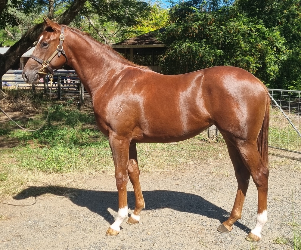 Anders (AUS) / Don'tdie Wondering (AUS) 2024 Filly - Image 1