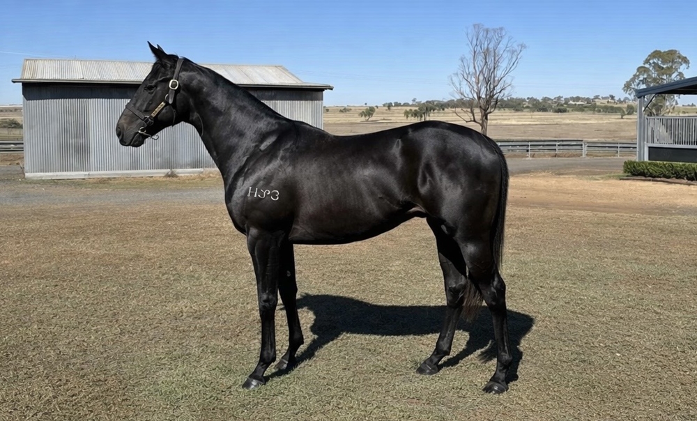 Dracarys (AUS) / Uno Tyme (AUS) 2024 Colt - Image 1