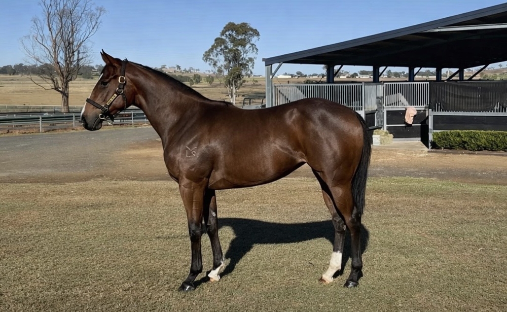 The Odyssey (AUS) / Boom or Bust (AUS) 2024 Filly - Image 1