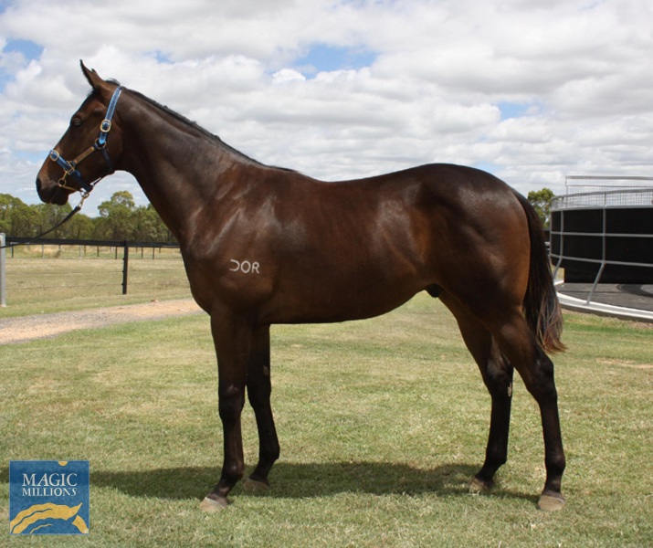 Lot 195 Howwonderfullifeis x POD Colt.jpg - Image 1