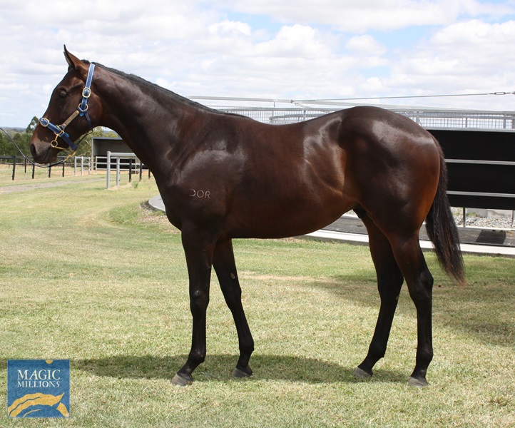 Lot 402 Shes At Regatta x SOB Colt.jpg - Image 1