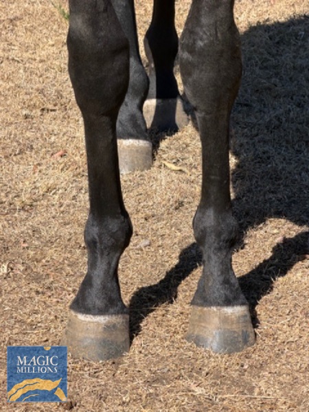 She's At Regatta x SOB Colt Front.jpg - Image 2