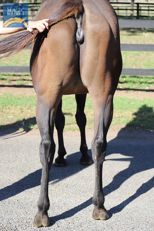 Hinds.jpg - Image 4