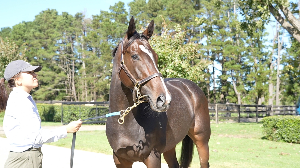 Icarian Dream (AUS) - Image 1