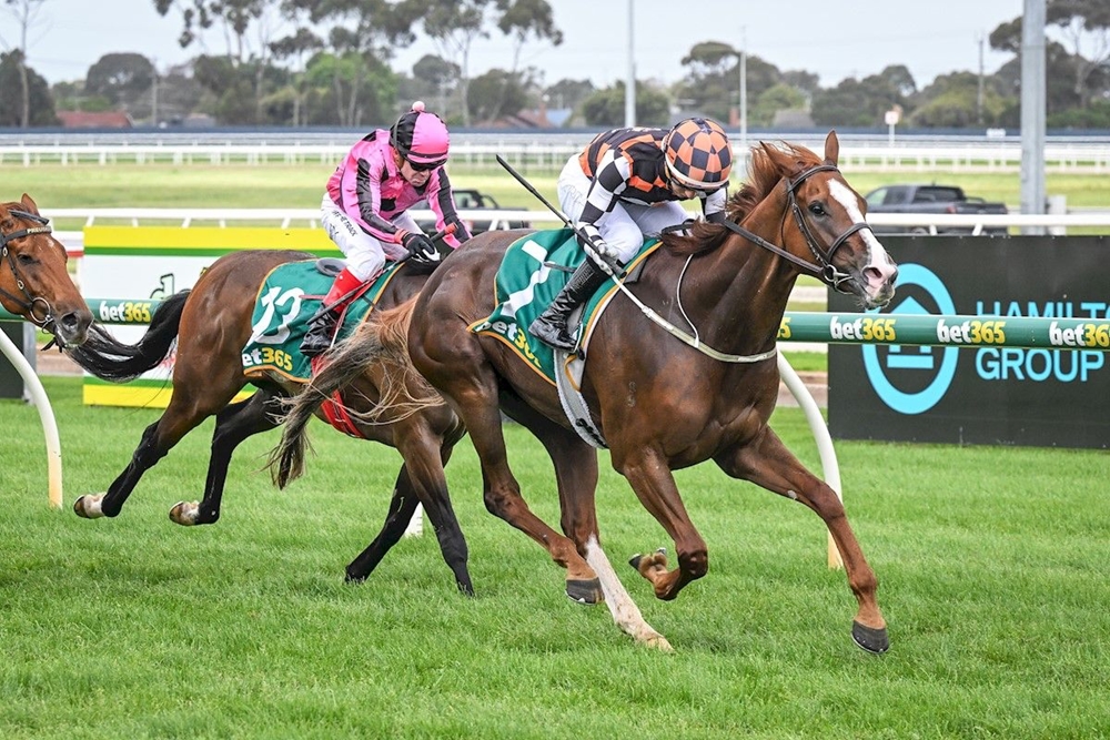Cheval Chic (AUS) - Image 1