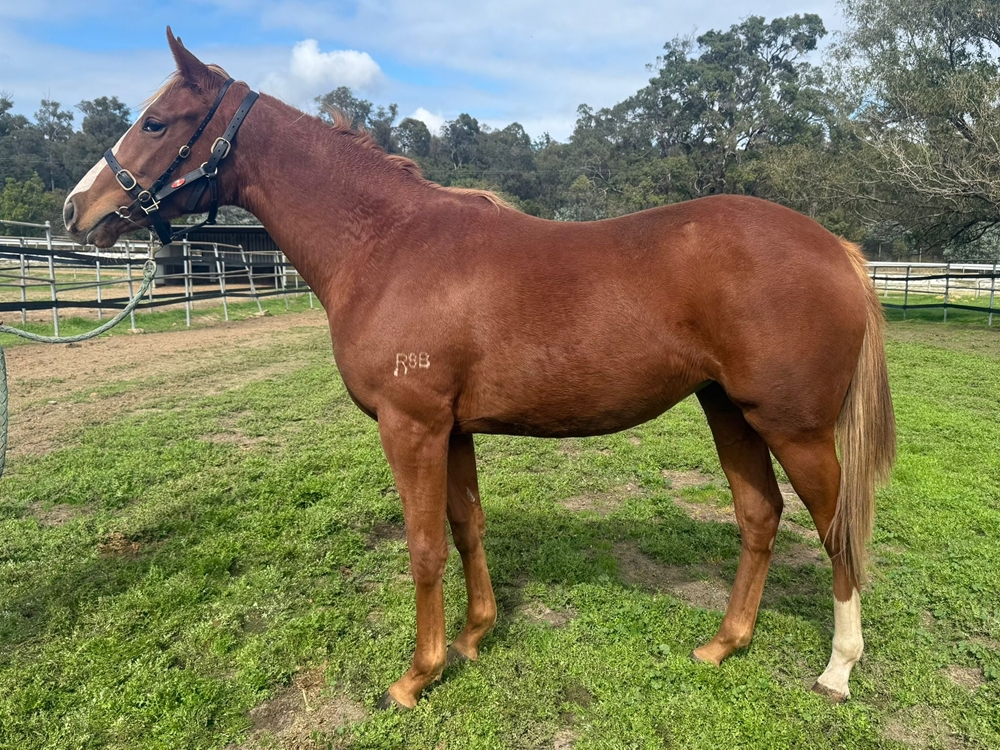 Gingerbread Man (AUS) / Mystical Babe (AUS) 2024 Filly - Image 1