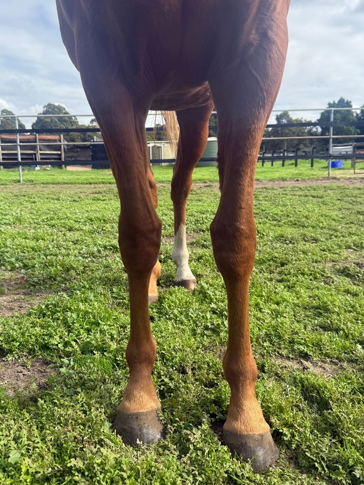 Gingerbread Man (AUS) / Mystical Babe (AUS) 2024 Filly - Image 2