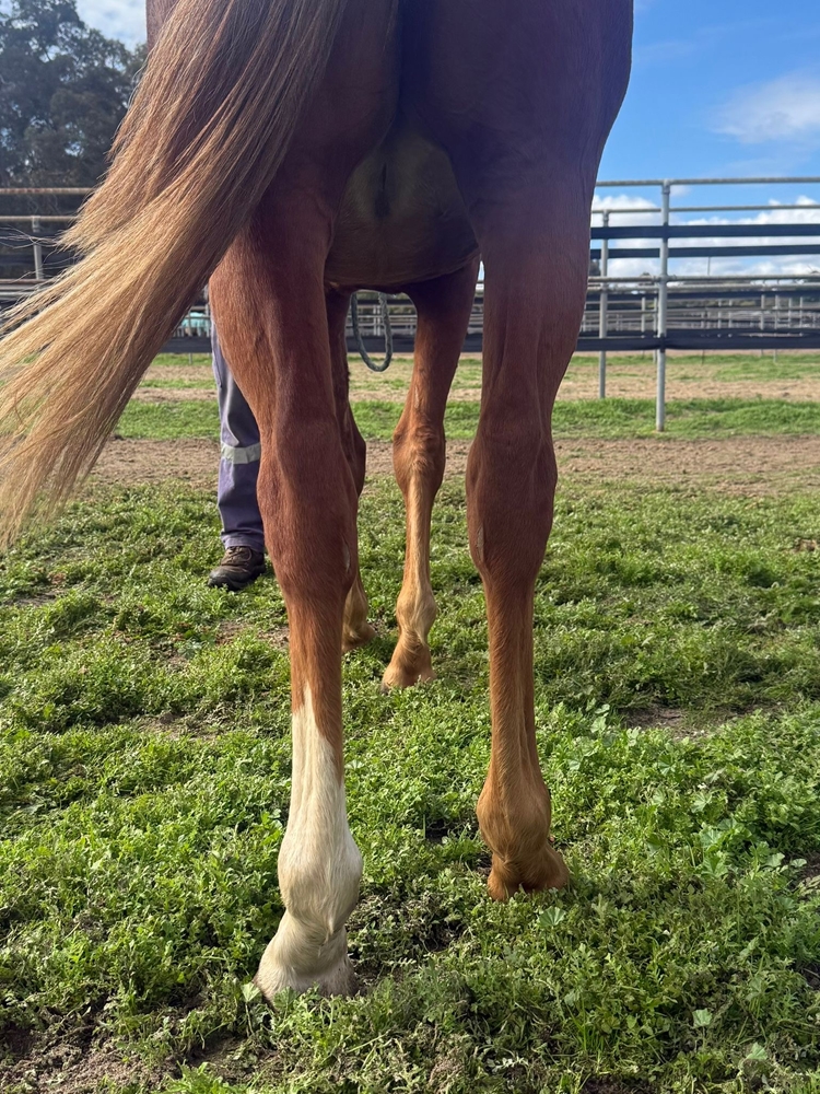 Gingerbread Man (AUS) / Mystical Babe (AUS) 2024 Filly - Image 3