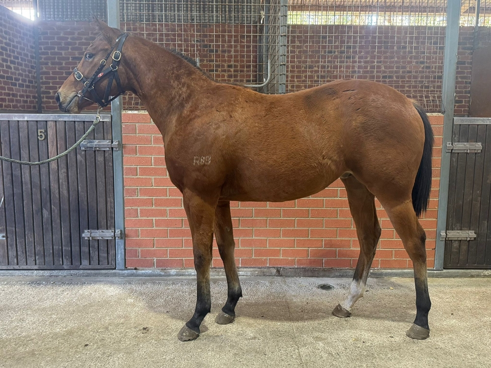 Bondi (AUS) / Lady is a Devil (AUS) 2024 Colt - Image 1