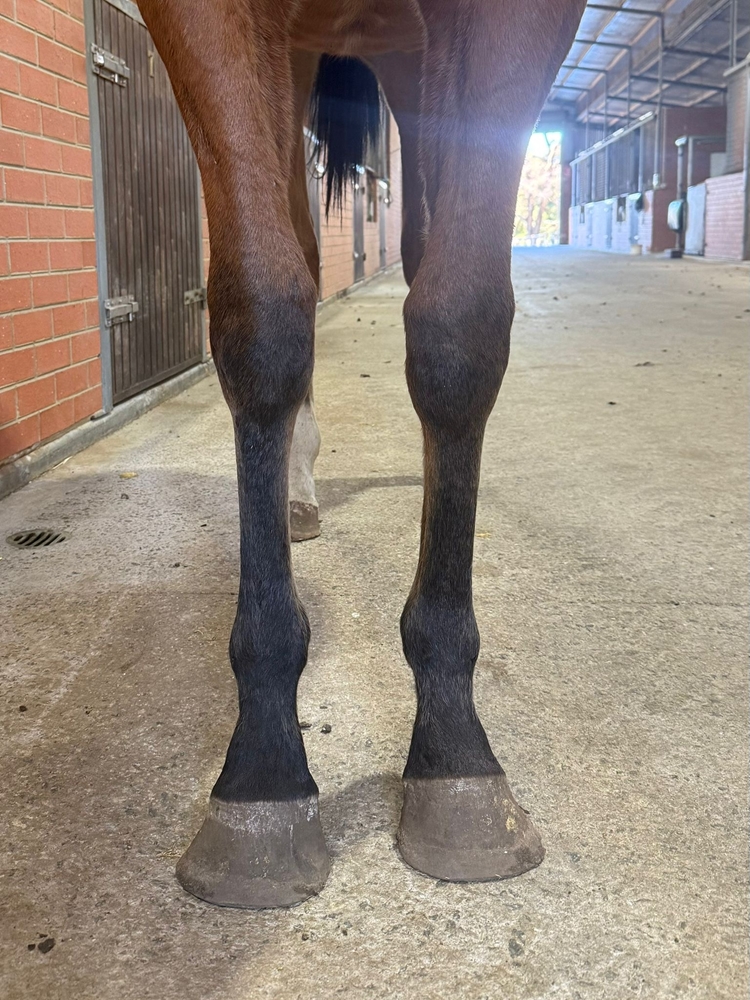Bondi (AUS) / Lady is a Devil (AUS) 2024 Colt - Image 2