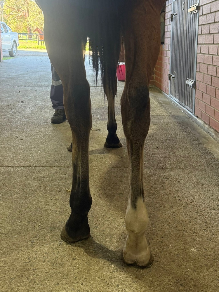 Bondi (AUS) / Lady is a Devil (AUS) 2024 Colt - Image 3