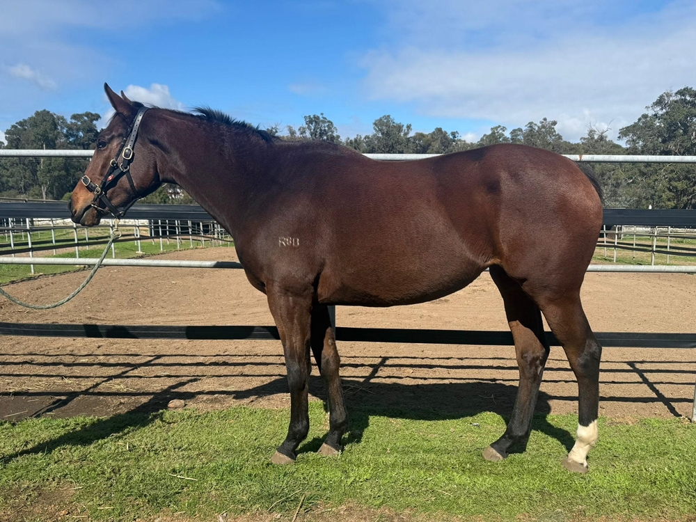 Lady Ady (AUS) - Image 1
