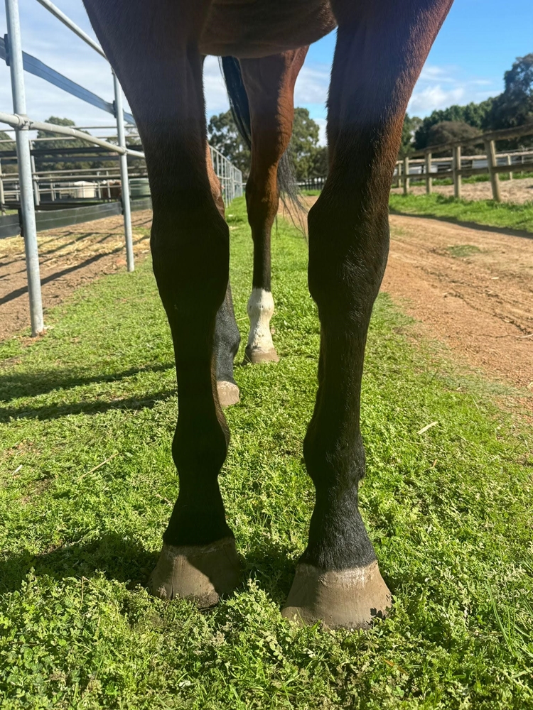 Lady Ady (AUS) - Image 2