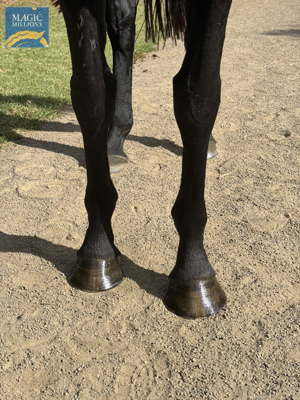 FP Legs.jpg - Image 2