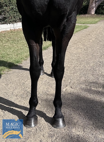 TST legs.jpg - Image 2