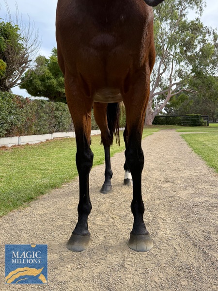 Just Joking - legs.jpg - Image 2