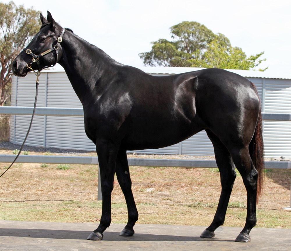 Glorious Defiance (AUS) - Image 1