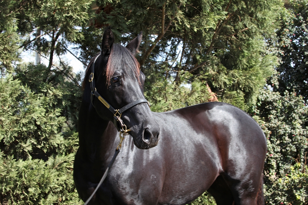 Glorious Defiance (AUS) - Image 2