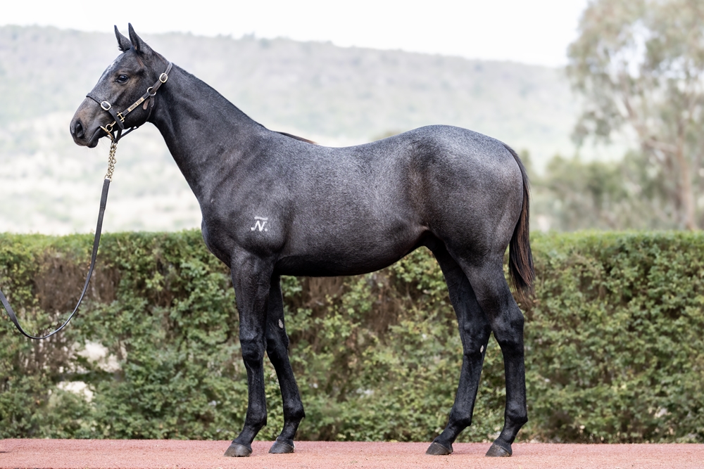 Top Ranked (IRE) / Magazine Miss (AUS) 2025 Colt - Image 1
