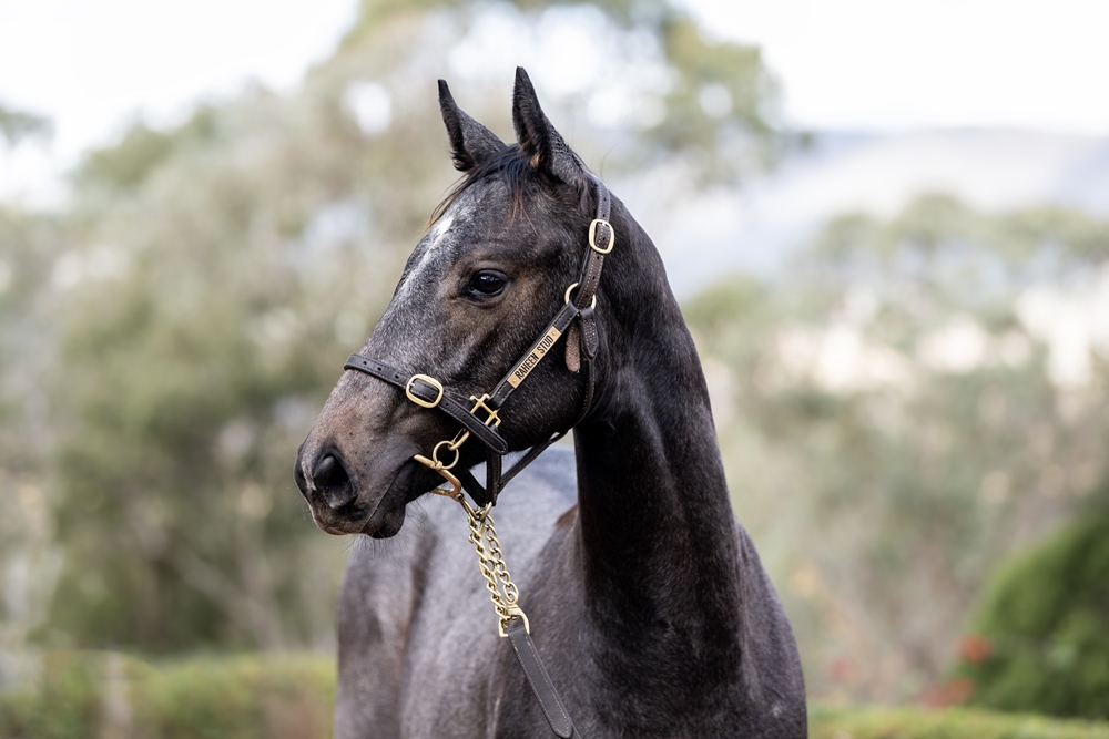 Top Ranked (IRE) / Magazine Miss (AUS) 2025 Colt - Image 2
