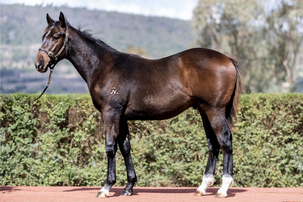 Top Ranked (IRE) / Sop (AUS) 2025 Colt - Image 1