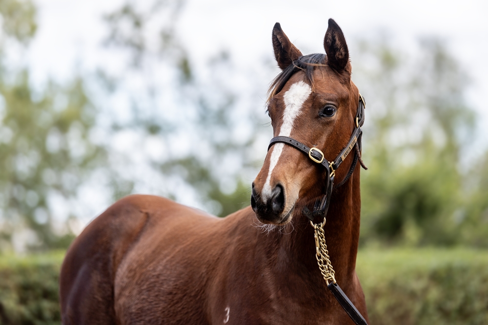 Top Ranked (IRE) / Another Choice (AUS) 2025 Filly - Image 1