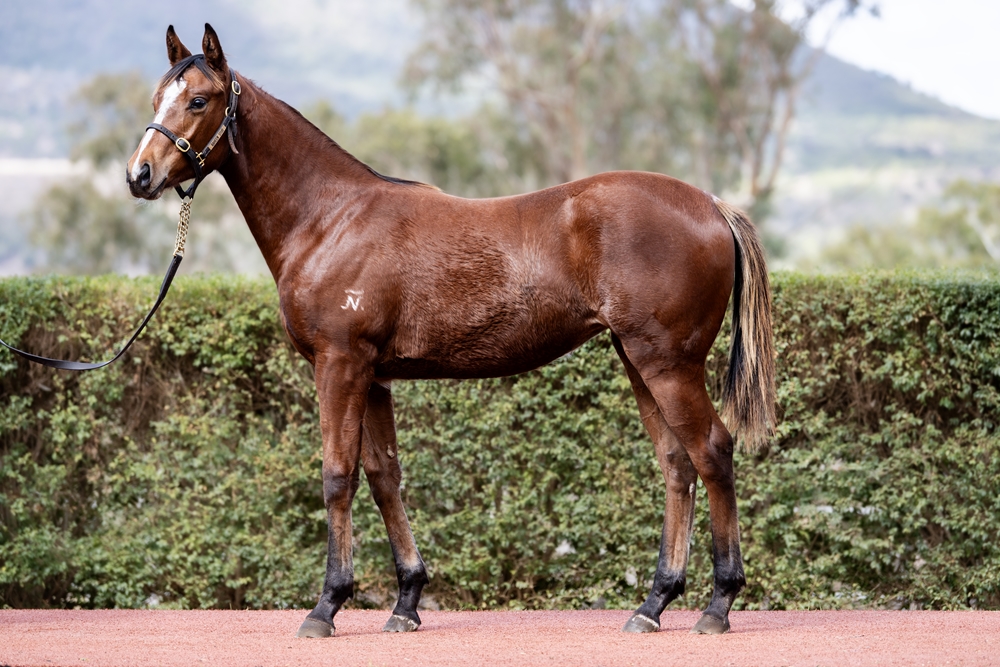 Top Ranked (IRE) / Another Choice (AUS) 2025 Filly - Image 2