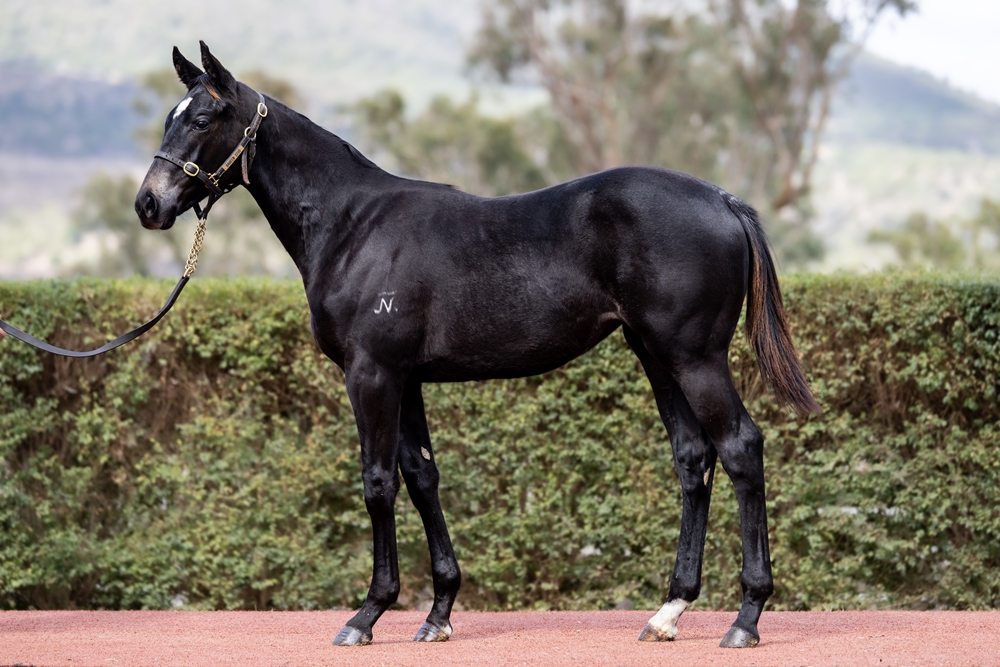 Better Than Ready (AUS) / Charging Ahead (AUS) 2025 Filly - Image 1