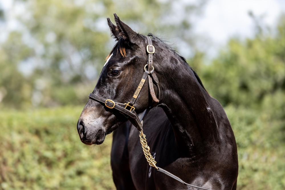 Better Than Ready (AUS) / Charging Ahead (AUS) 2025 Filly - Image 2