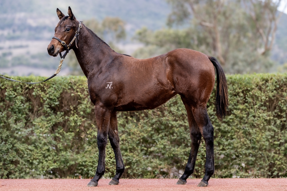 Encryption (AUS) / Another Episode (AUS) 2025 Filly - Image 1