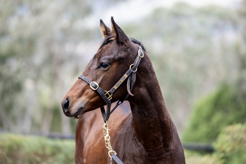 Encryption (AUS) / Another Episode (AUS) 2025 Filly - Image 2