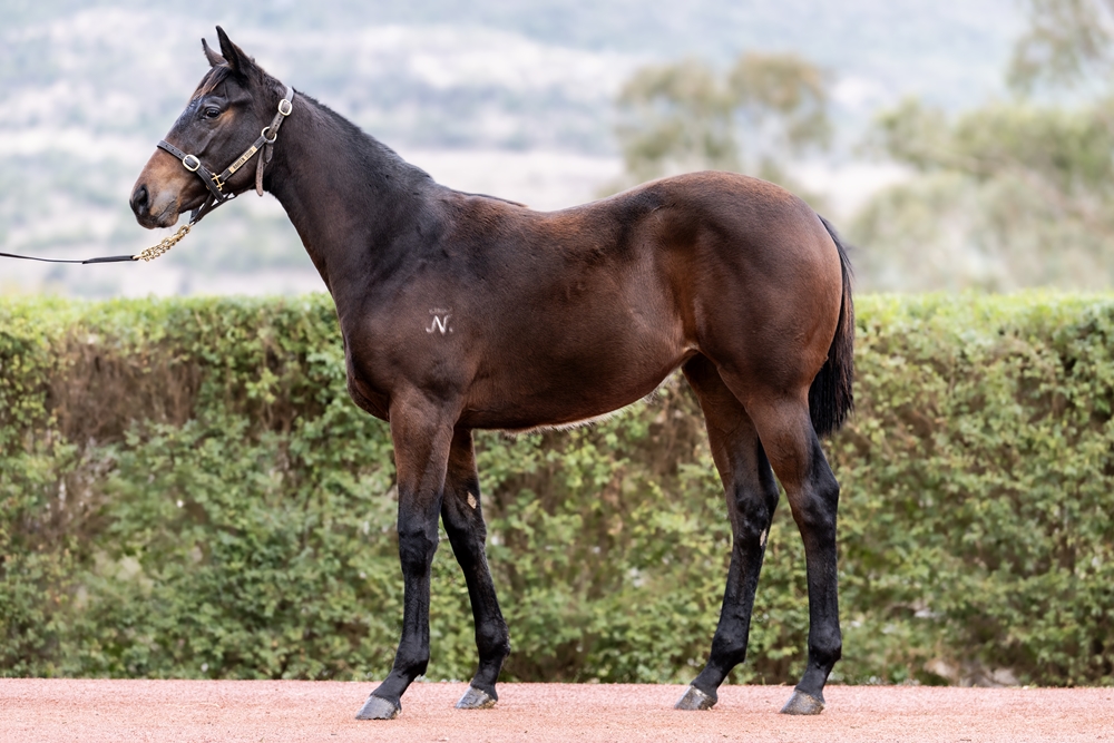 North Pacific (AUS) / Roundelay (AUS) 2025 Filly - Image 1