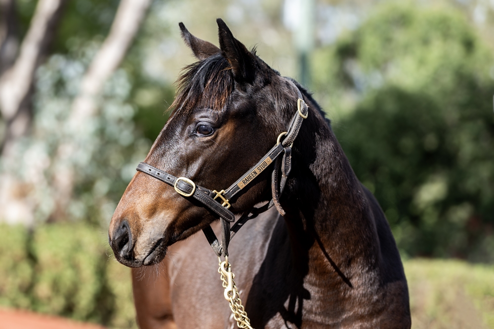 North Pacific (AUS) / Roundelay (AUS) 2025 Filly - Image 2