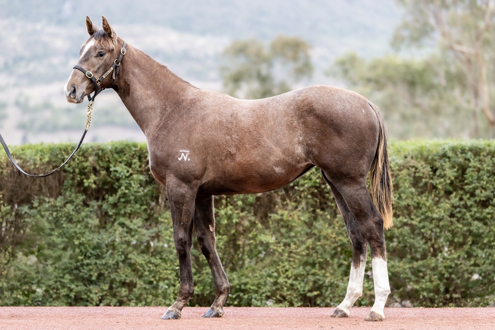 Top Ranked (IRE) / Gingersnap (AUS) 2025 Filly - Image 1