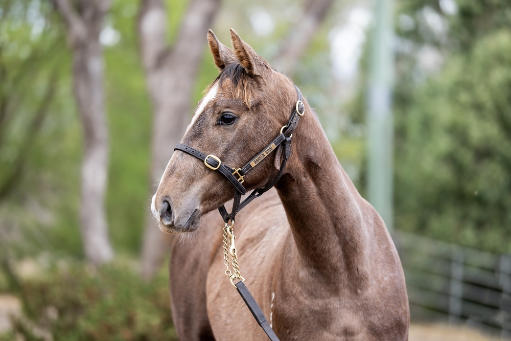 Top Ranked (IRE) / Gingersnap (AUS) 2025 Filly - Image 2
