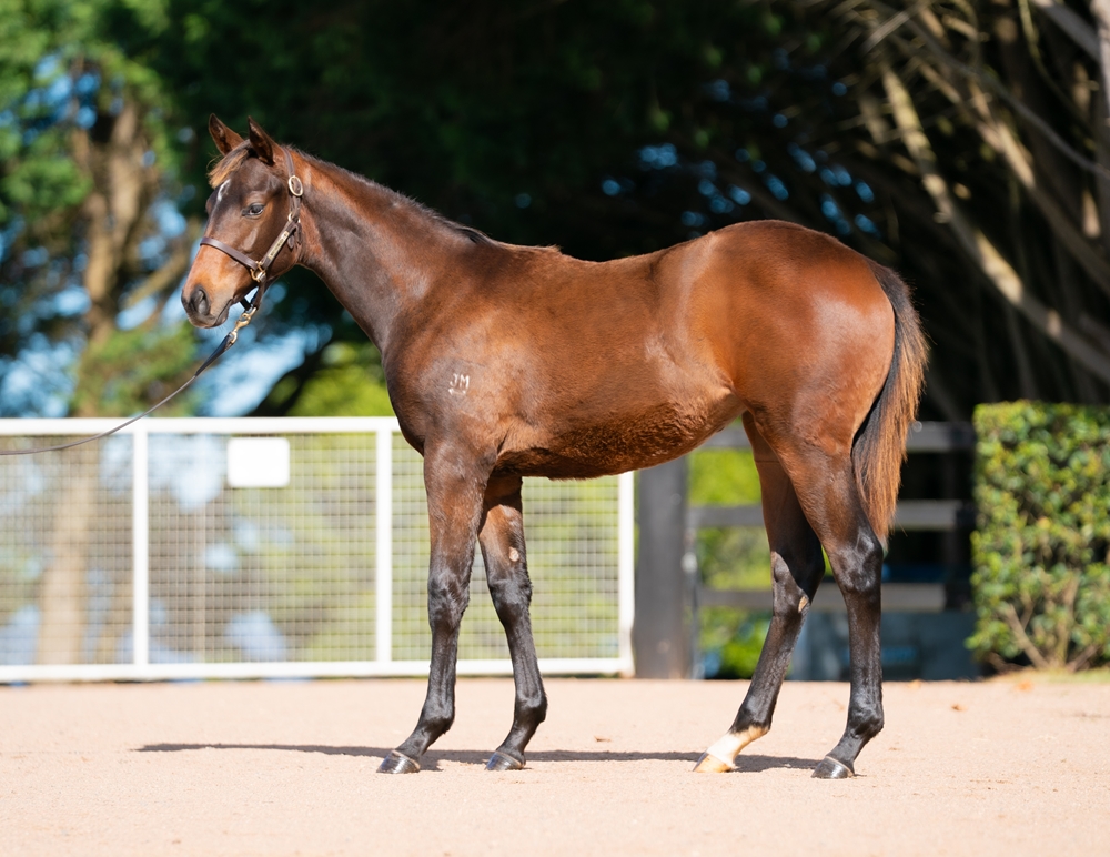 Ozzmosis (AUS) / Levante Breeze (FR) 2025 Filly - Image 1