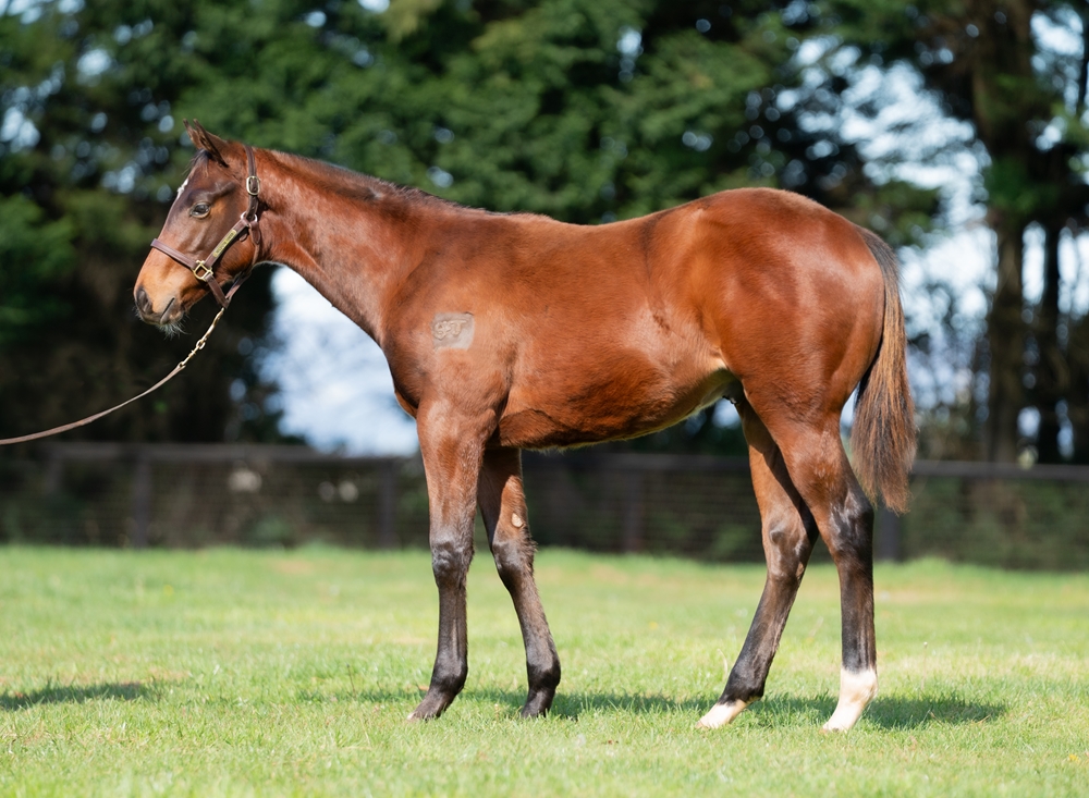 Ozzmosis (AUS) / Maddi Rocks (AUS) 2025 Colt - Image 1