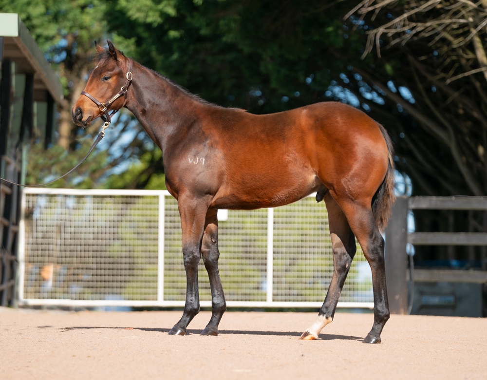 Cosmic Force (AUS) / Modesty (AUS) 2025 Colt - Image 1