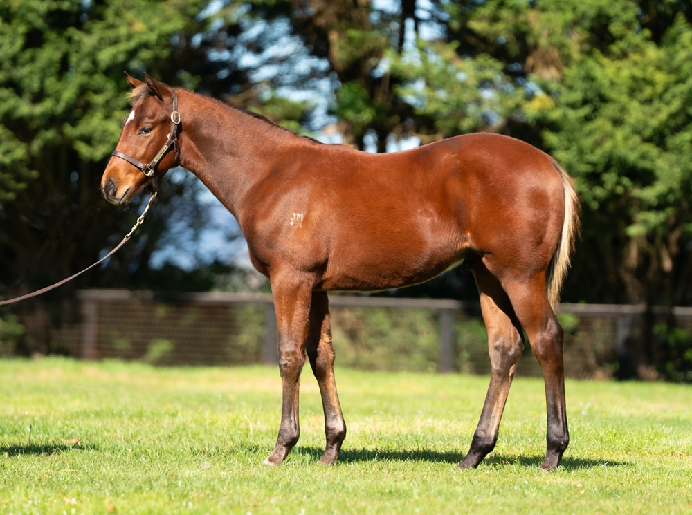 Stay Inside (AUS) / Spectacle (AUS) 2025 Colt - Image 1