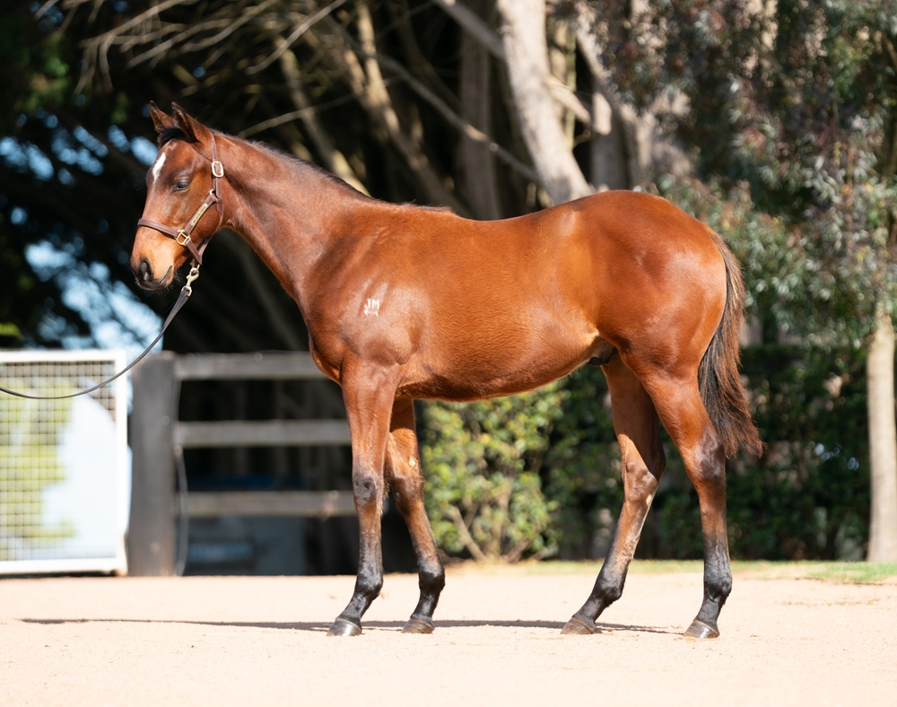 Pinatubo (IRE) / Tatiara (AUS) 2025 Colt - Image 1