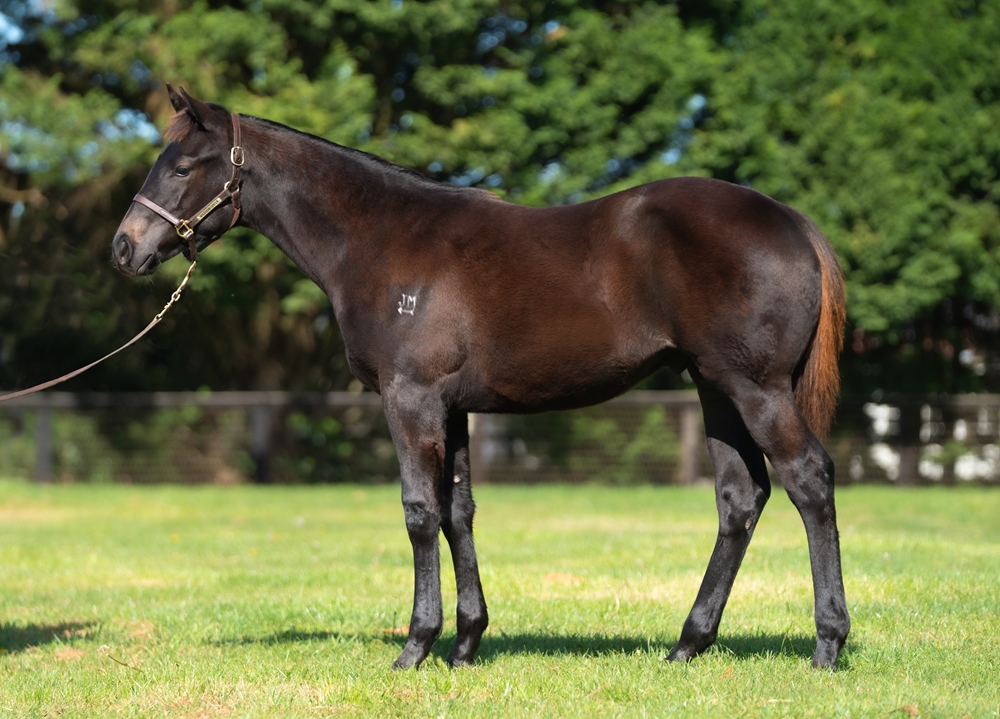 Wootton Bassett (GB) / Fasika (AUS) 2025 Colt - Image 1