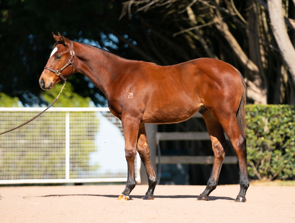 Cylinder (AUS) / Justina (AUS) 2025 Colt - Image 1