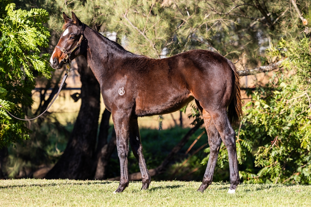 Stay Inside (AUS) / Ladybeetle (AUS) 2025 Filly - Image 1