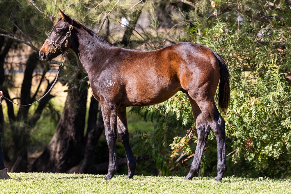 In the Congo (AUS) / Promenades (AUS) 2025 Colt - Image 1