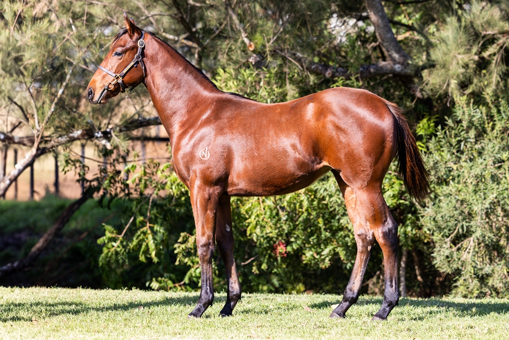 Exceedance (AUS) / Roebuck Bay (AUS) 2025 Filly - Image 1