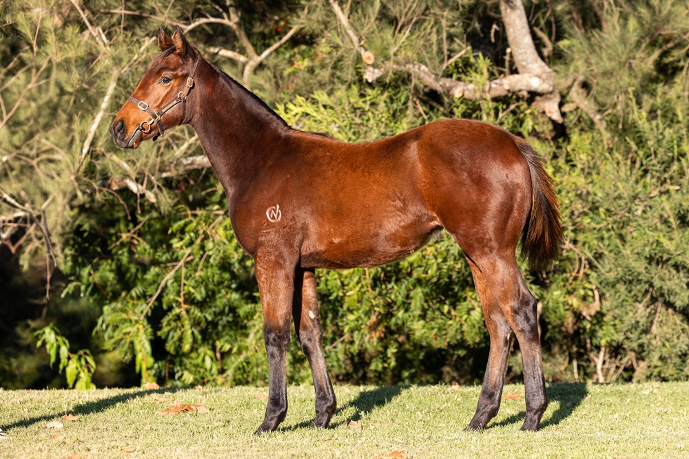 Stay Inside (AUS) / Came Around (AUS) 2025 Filly - Image 1