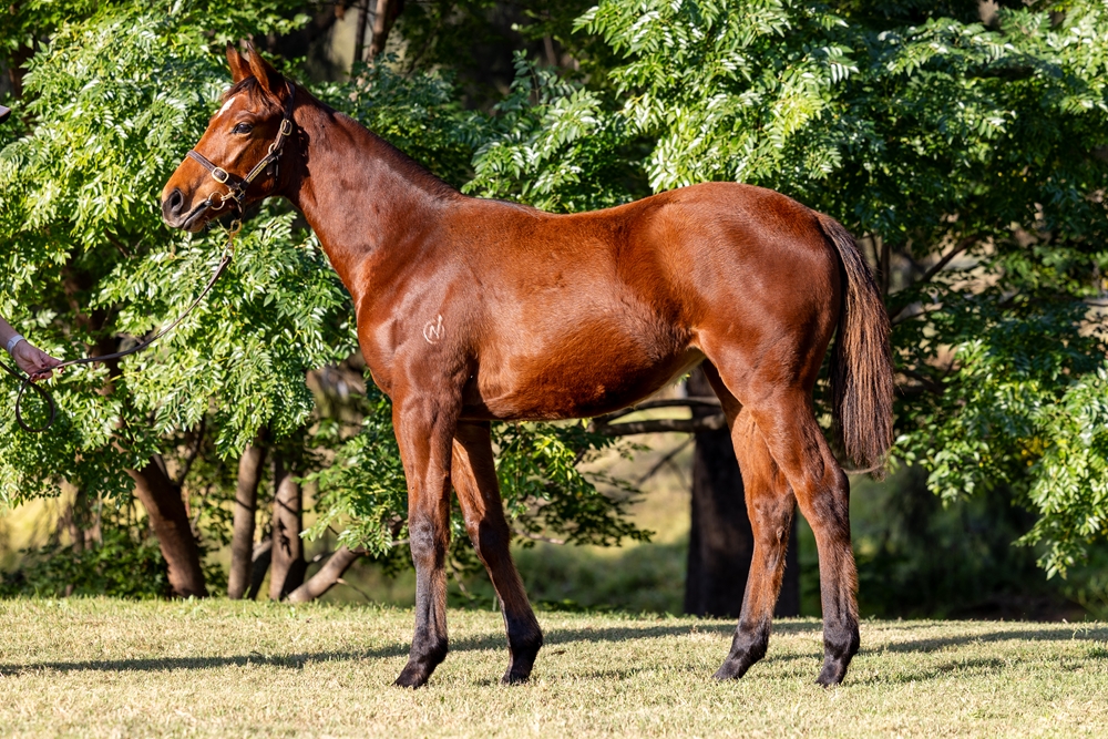Super Seth (AUS) / Hayley (AUS) 2025 Filly - Image 1