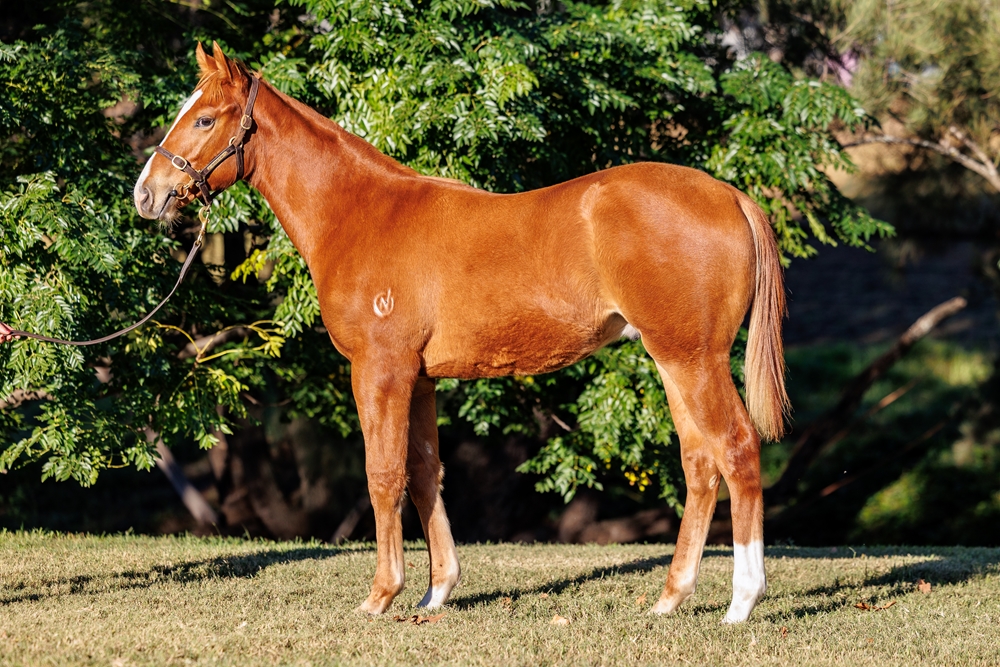 Farnan (AUS) / Fearnought (AUS) 2025 Colt - Image 1