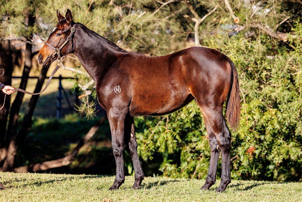 Cool Aza Beel (NZ) / Childhood Star (AUS) 2025 Filly - Image 1
